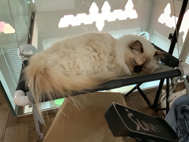 A long-haired cream cat lying stretched out on the grooming table beside a window