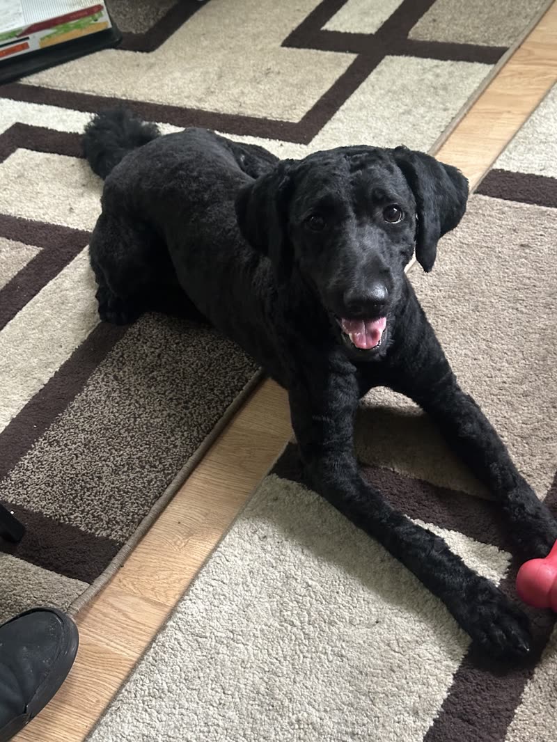 A black labrador-type dog lying happily on a hallway rug with a red ball nearby