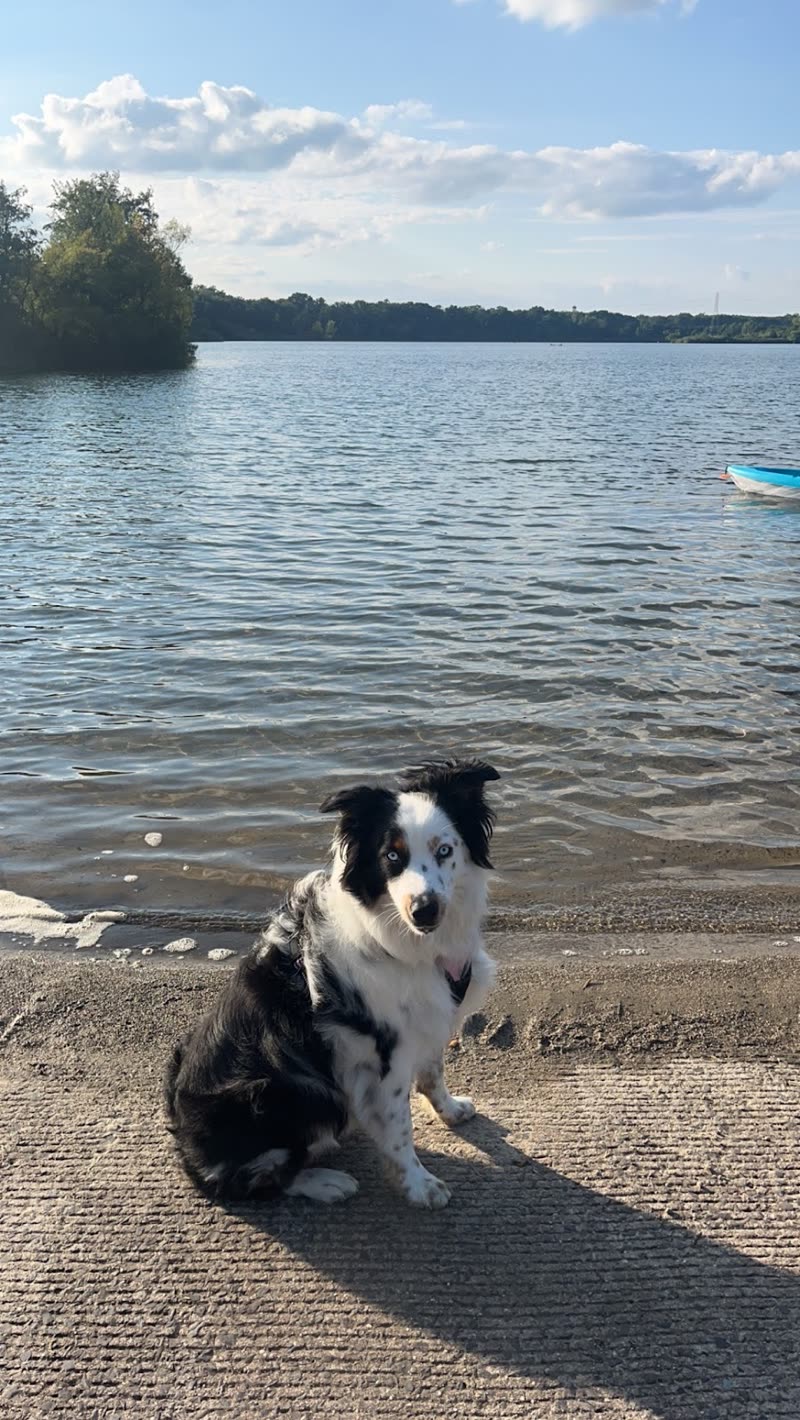 A small border collie sitting on a lakeside path under a bright sky