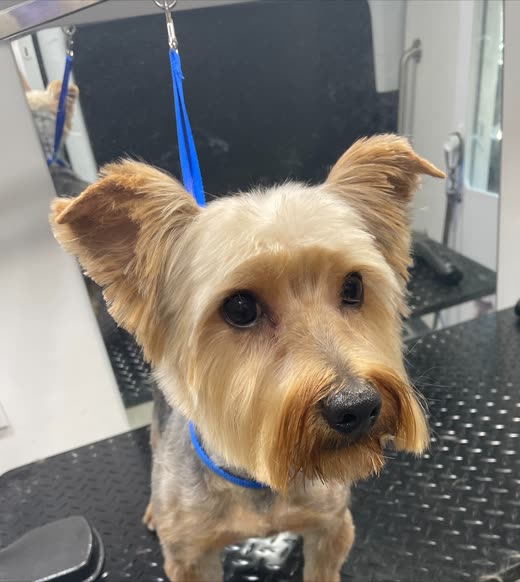 A freshly groomed Yorkshire terrier standing on a grooming table in a blue sling support