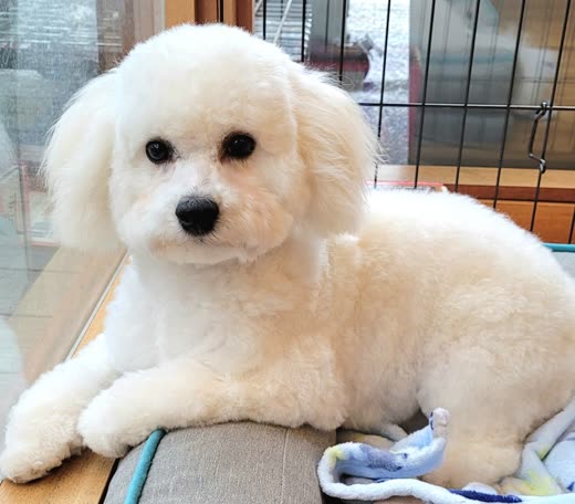 A white bichon frise with a fluffy round trim resting its paws on a sofa arm