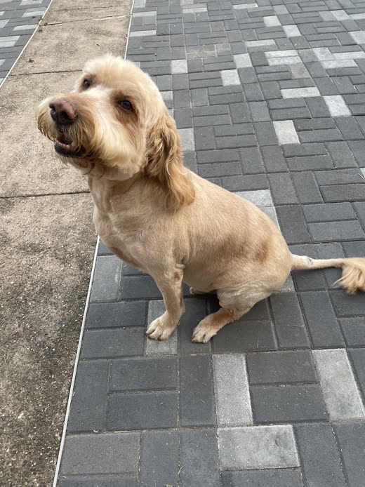 A shaggy cream cockapoo sitting on a paved driveway looking up