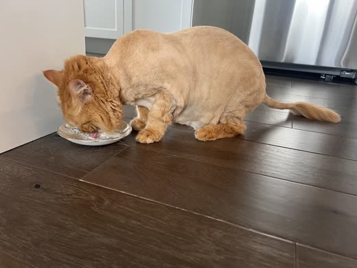 A ginger cat eating from a plate on a kitchen floor