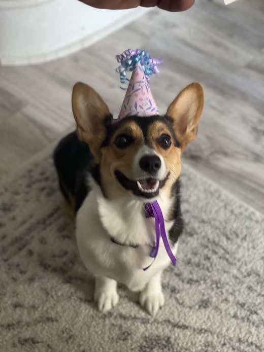 A corgi wearing a pink party hat and ribbon, sitting on a carpet